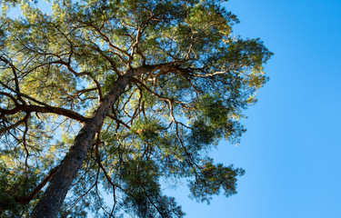 Föhre im Streiflicht der Sonne