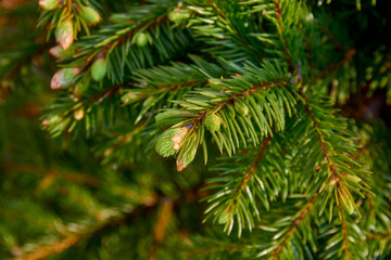close-up of young spruce needles with blurry background