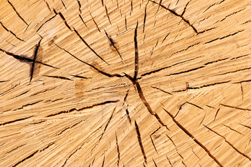 wood cut texture
