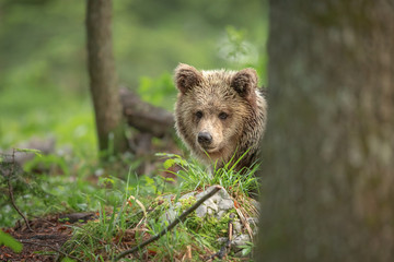 A shy brown bear