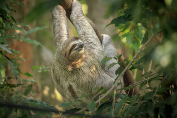 Three-toed sloth in Costa Rica