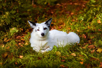 Naklejka na ściany i meble White fox resting in the forest. Autumn in animals.