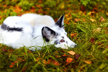 Autumn mood. Bored white fox.