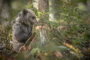 A very young brown bear