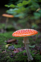 Fliegenpilz im Wald