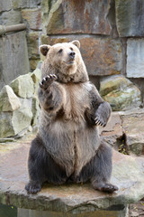 The common bear (Ursus arctos Linnaeus) sits on its hind paws with its paw up