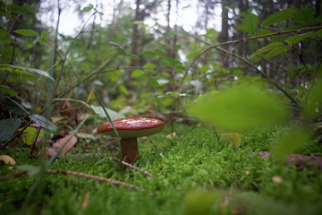 Maronenröhrling im Wald