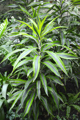 Dracaena Warnecki,General view