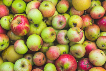 Freshly picked apples . Full frame photography.