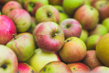 Selective focus and full frame photo of colorful apples freshly picked from orchard