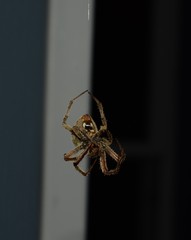 Midwestern Orb Weaver
