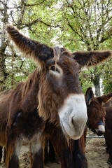 Baudet du Poitou