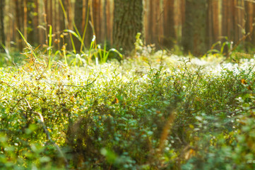 Sunlight in the green forest, summer time