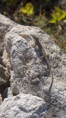small lizard in green landscape at lake kozjak