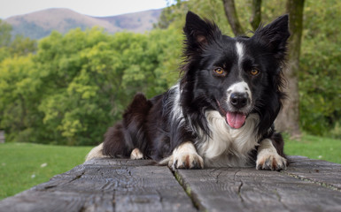 A border collie puppy, posing alert, on a wood table in the woods.