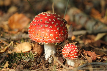 beautiful little red fly agaric mushrooms closeup in the forest at a sunny day