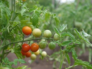 A bunch of ripe red and green cherry tomatoes growing on a tomato plant in a garden.