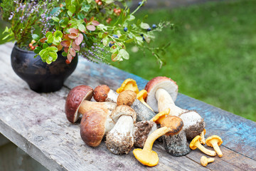 Variety of wild edible mushrooms, heather and cranberry in pot on the wood
