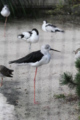 a black-winged stilt closeup in the water with other birds 