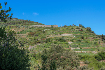 Vigneto sciacchetra