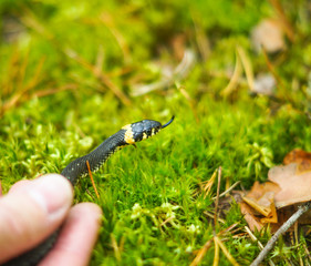 Common Water black Snake with yellow stripe in Hand