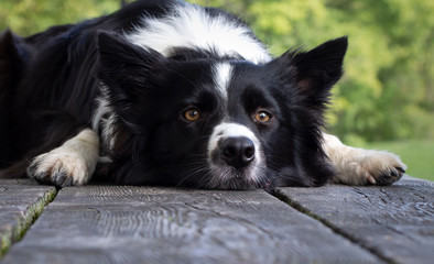 Close up of a border collie puppy lying on the wooden table