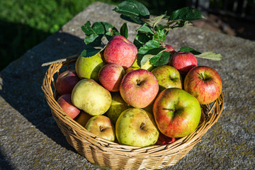 Basket full of red juicy apples scattered in autumn garden