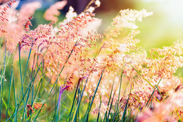 Beautiful natural landscape bright colorful the field red flower of tropical grass under the...