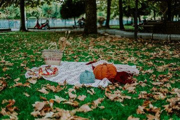 Flat lay of picnic blanket with a basket pumpkins and leaves on it in the autumn park. Cozy picnic atmosphere concept. 