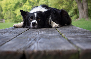 Funny border collie puppy lying on the wooden table