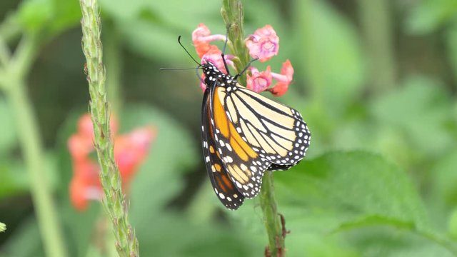 Monarch butterfly on a pink flower 4K