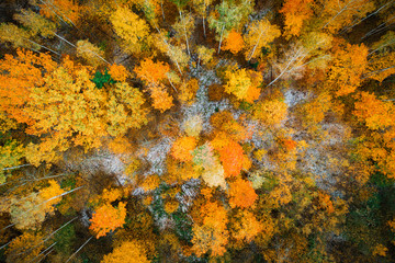 Autumn forest top view