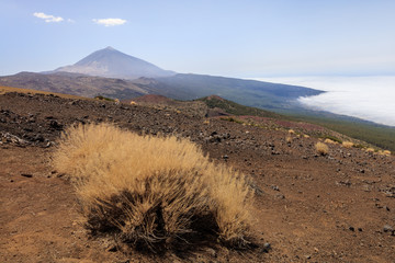 Teide national park. Tenerife