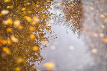 reflection of trees and leaves in a puddle, shot in October leaf fall