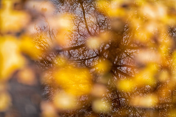 reflection of trees and leaves in a puddle, shot in October leaf fall