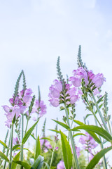 Obraz premium Pink flowers against the sky meadow