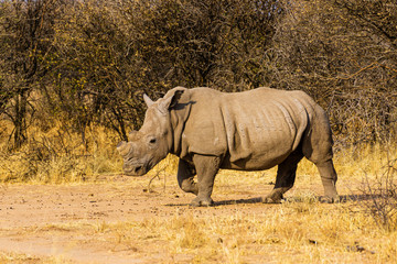 white rhino in South Africa with horn sawed off to protect against poachers - obrazy, fototapety, plakaty