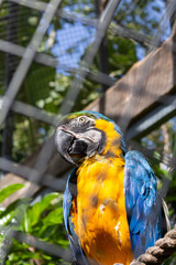 View of a blue and yellow macaw inside a cage  