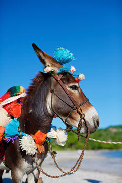 Donkey decorated with paper flowers on sunny beach, Punta de Mita, Nayarit, Mexico