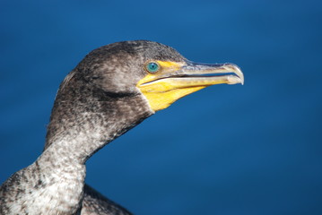 double crested cormorant in harbor on lake michigan