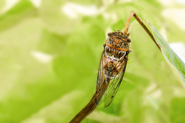Beautiful insect on tree branch. Cicada on green leaf. Biodiversity concept. Close-up of insect cicada with transparent wings. Insects in wild nature, park, forest.
