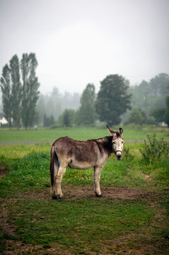 Portrait donkey in rural field, Agassiz, British Columbia, Canada