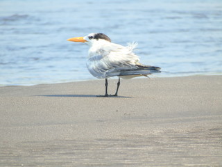 beach birds IV