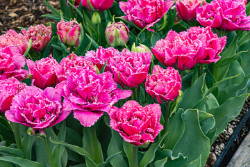 hot pink parrot tullips edged with white in flower bed
