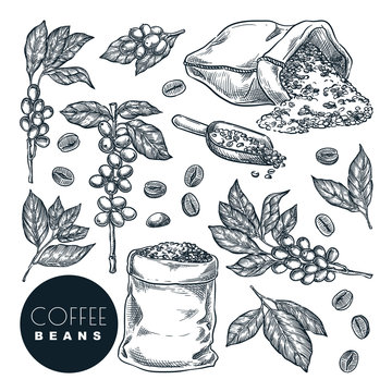 Raw coffee crop. Vector sketch illustration. Coffee berries on branch and beans in sack, isolated on white background