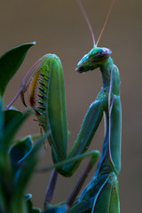 Portrait mante religieuse