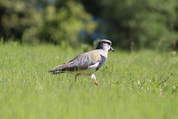 Pajaro campestre