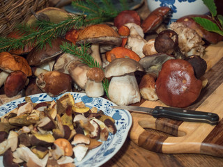 Assorted edible mushroom Boletus close up on wooden rustic table with wicker basket, cutting board, knife and green spruce tree twig. Cooking and preparing delicious organic mushroom food. Autumn Cep