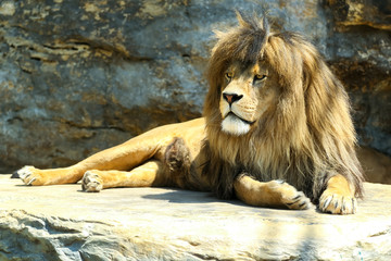 Naklejka premium Large, powerful male lion