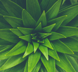 Copy space  green leaf tree with abstract texture background. Vintage tone filter effect color style. Green leaves color tone dark. Green concept.